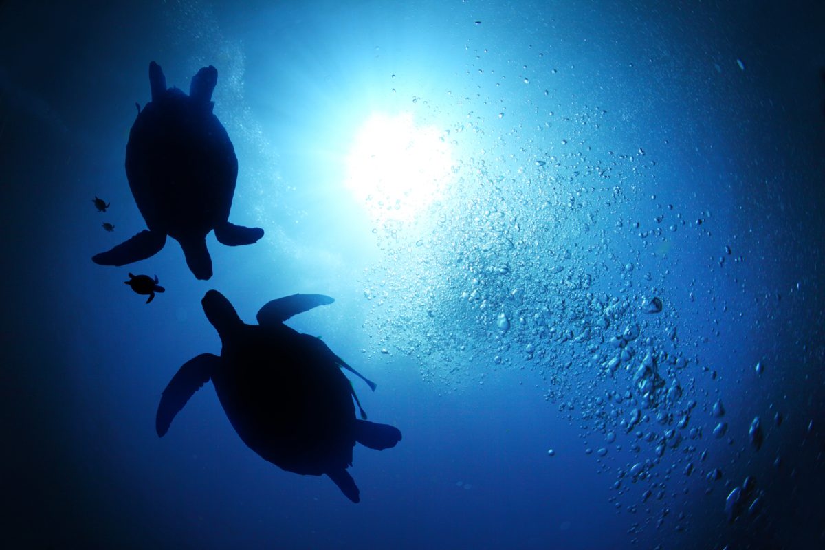 agences de l'eau - biodiversité